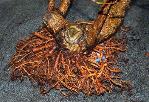 elm bonsai roots